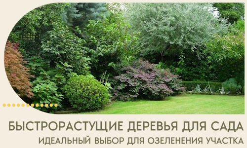 Быстрорастущие деревья для сада идеальный выбор в Похвистневе