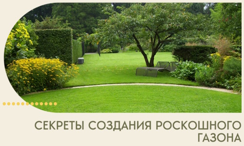 Секреты создания роскошного газона в Похвистневе